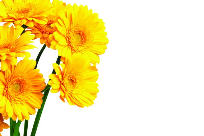 Yellow Gerberas Greeting Card (50)