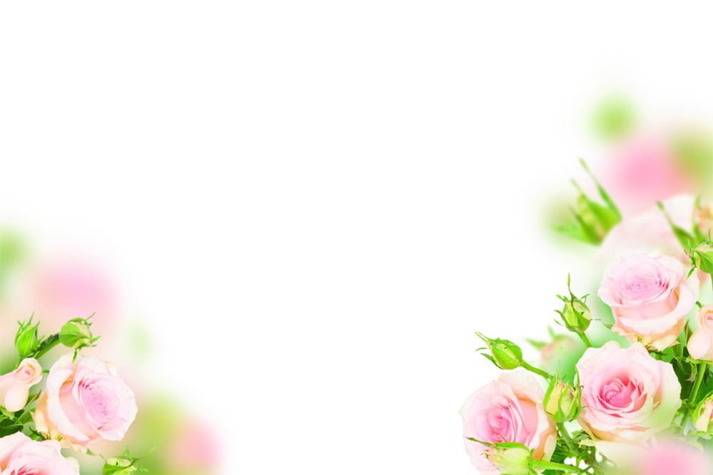 Mini Pale Pink Rose Classic Plain Card