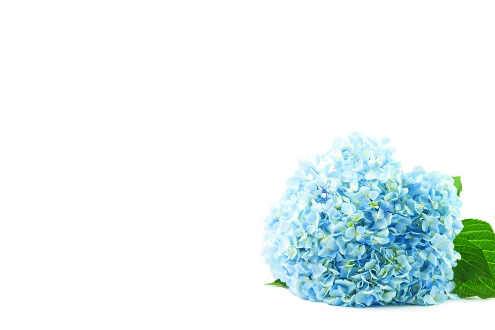Baby Blue Hydrangea Classic Plain Card (50)