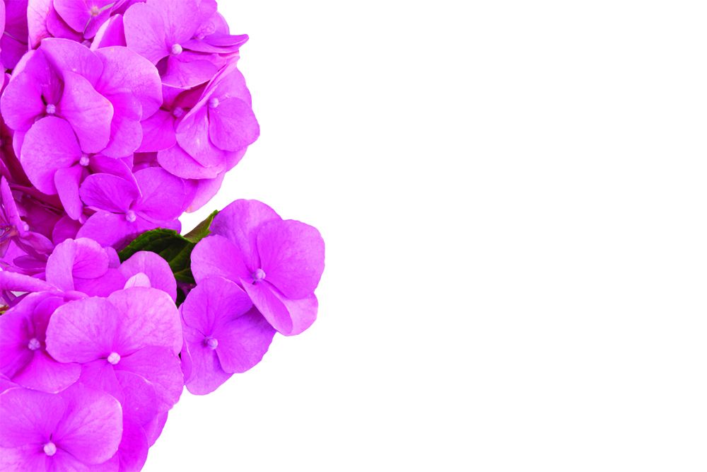Hydrangea Pink