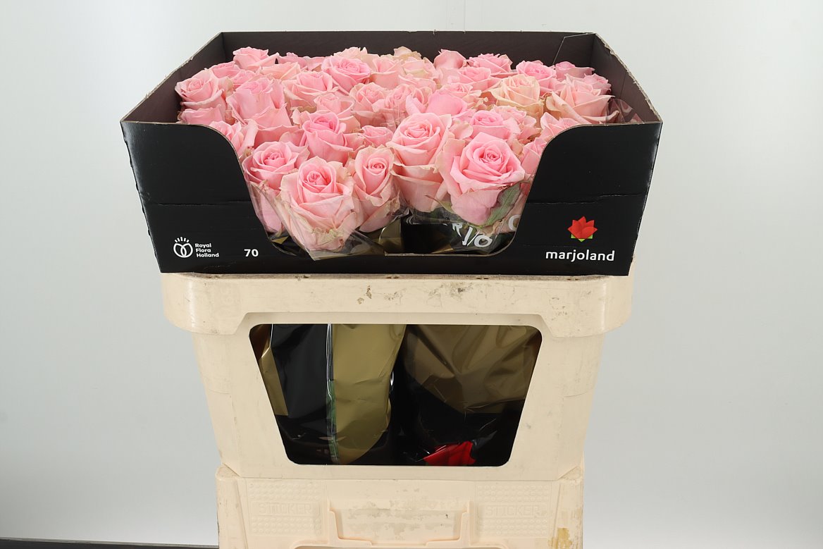 Rose Dolomiti Wholesale Flowers