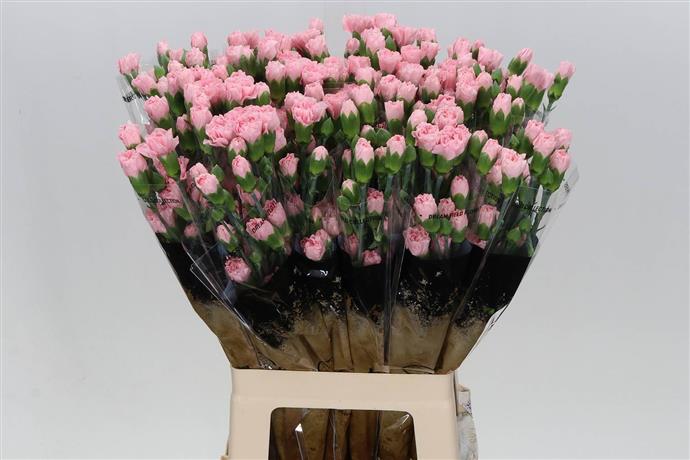 50ct Bulk Flowers Fresh Pink Carnations