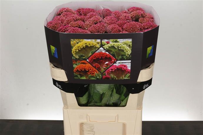 Celosia - Pink