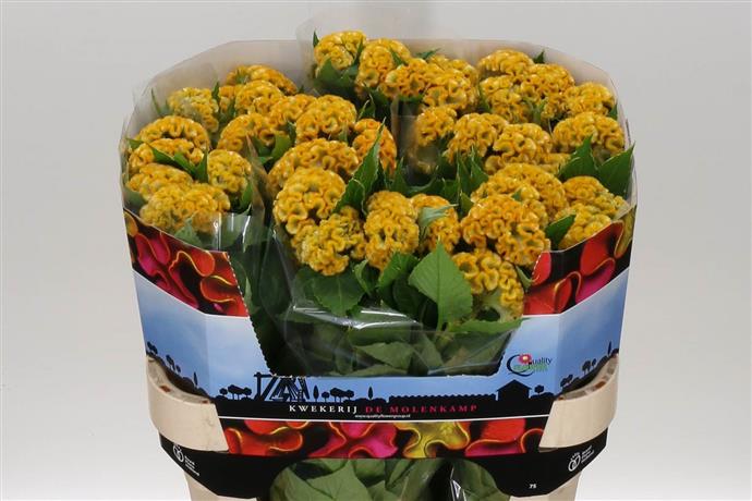 Celosia - Yellow