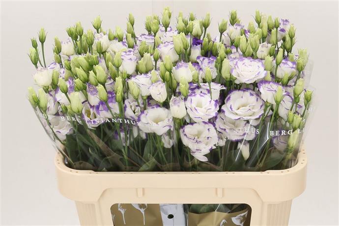 Eustoma (Lisianthus) - Two Tone Purple/White