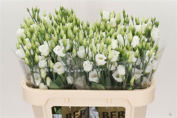 Eustoma (Lisianthus) - White