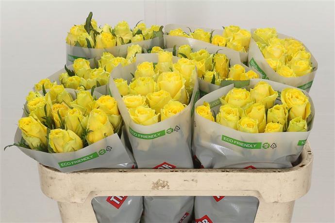Rose - Good Times - Yellow