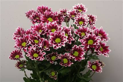 Chrysanthemum Spray - Haydar - Cerise/White