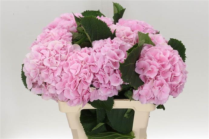 Hydrangea - Pink