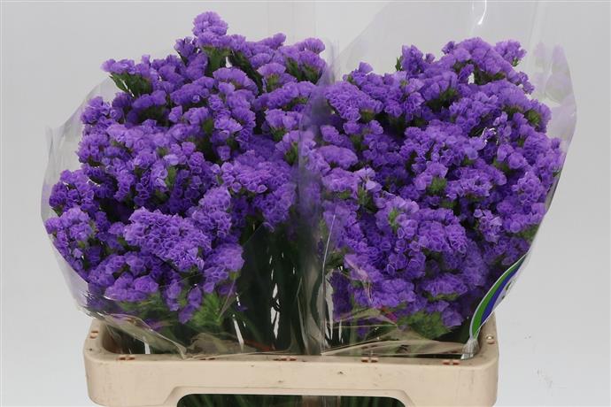Limonium (Statice) - Purple