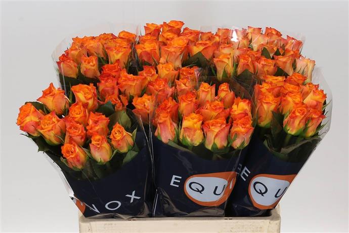 Rose - Marie Claire - Orange