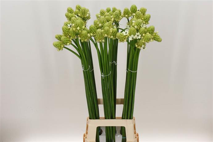 Ornithogalum Saundersiae - White
