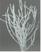 Birch - White