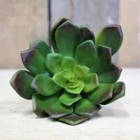 Artificial- Succulent