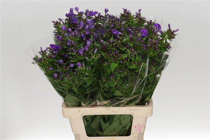 Phlox - Purple