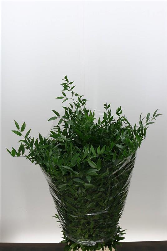 Greenery - Ruscus Soft Long