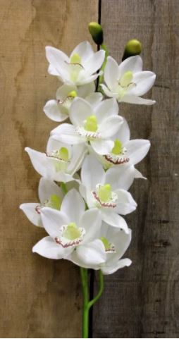 Artificial - Cymbidium Orchid - White