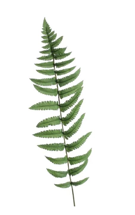 Artificial - Ladder Fern Leaf