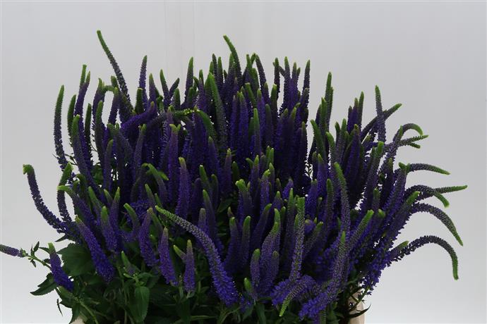 Veronica - Blue