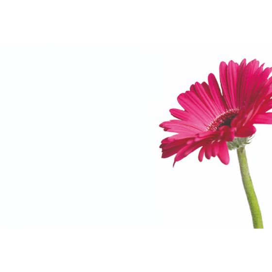 Cerise Gerbera - Single