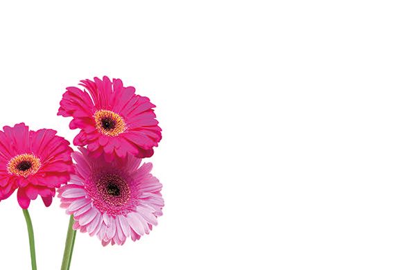 Three Mixed Pink Gerberas Classic Plain Card