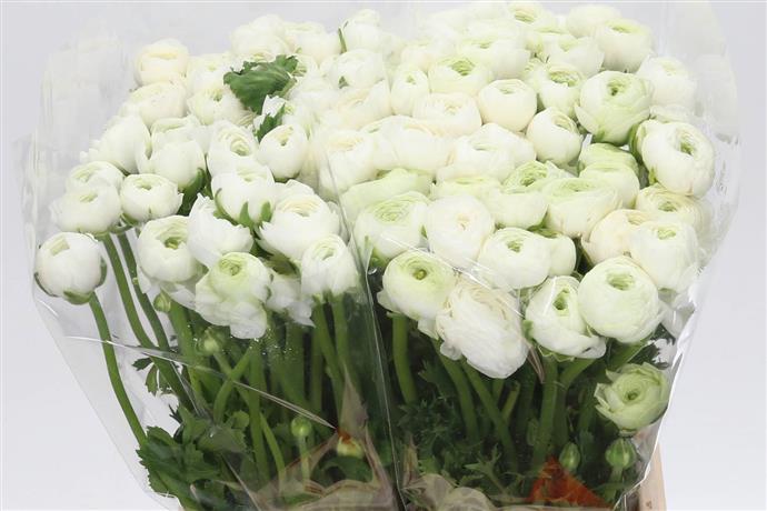 Ranunculus - White X 10