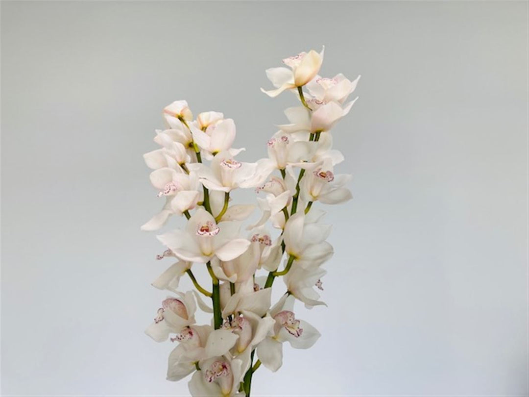 Cerise Orchid