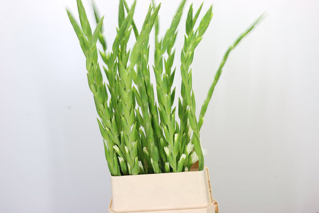 Gladioli - White