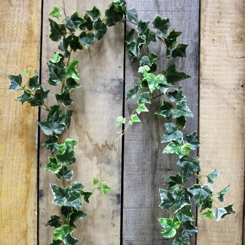 Irish Ivy Garland x 157 leaves (6ft