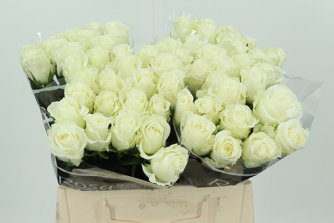 White Rose - 10 stems