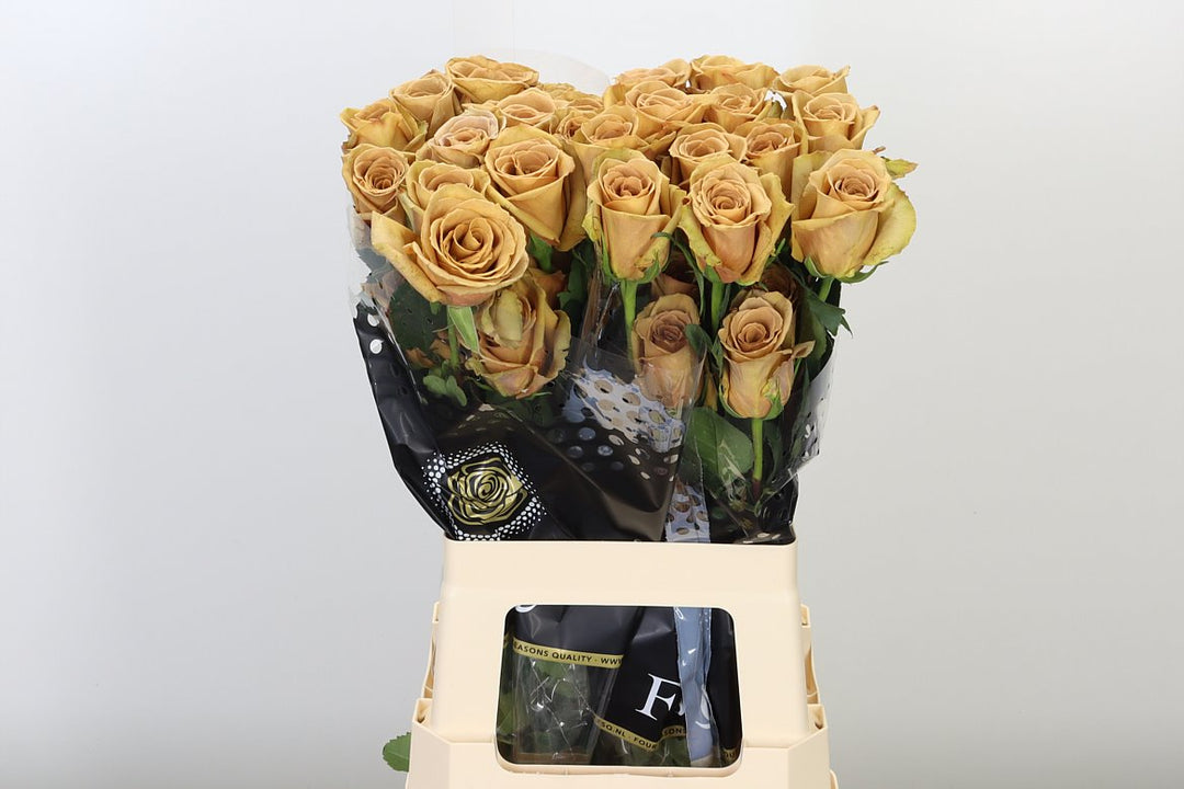 Cappuccino Rose