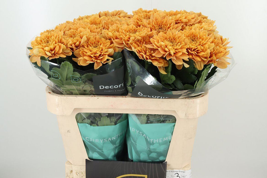 Chrysanthemum Bloom - Orange