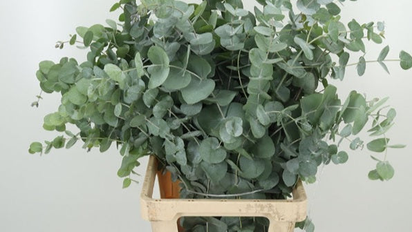Greenery - Eucalyptus Cynerea