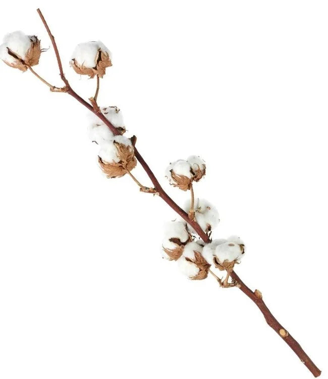 Cotton Stems 70cm