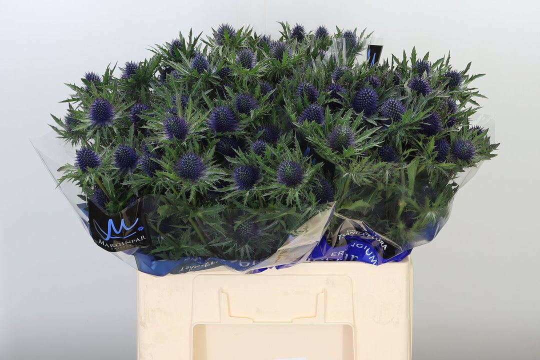 Eryngium