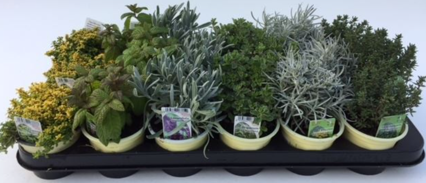 Mix of Herb potted plants
