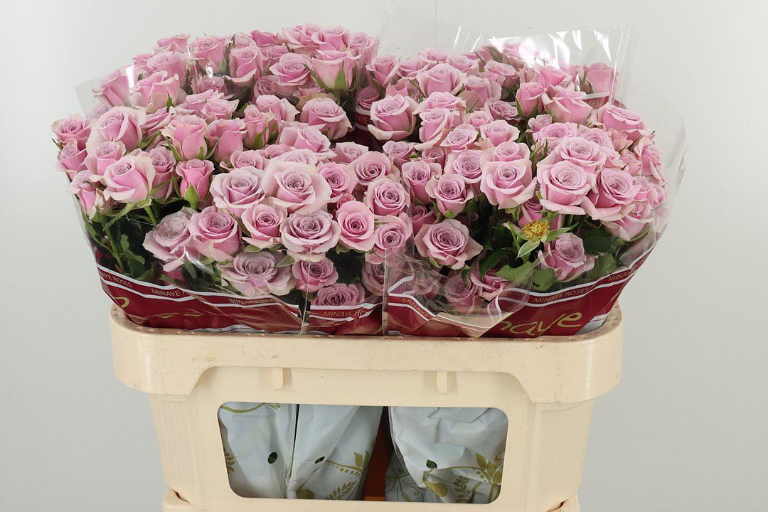 Lilac Rose - 10 stems