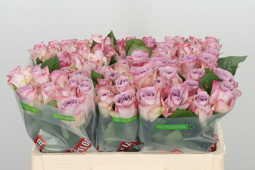 Moondust rose