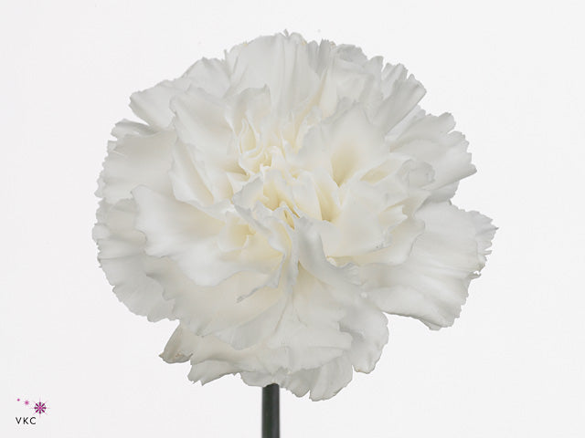 Moon Aqua Carnation