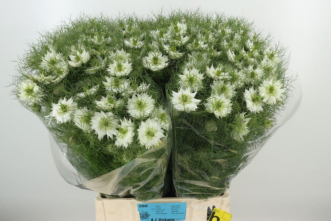 Nigella 10 stems