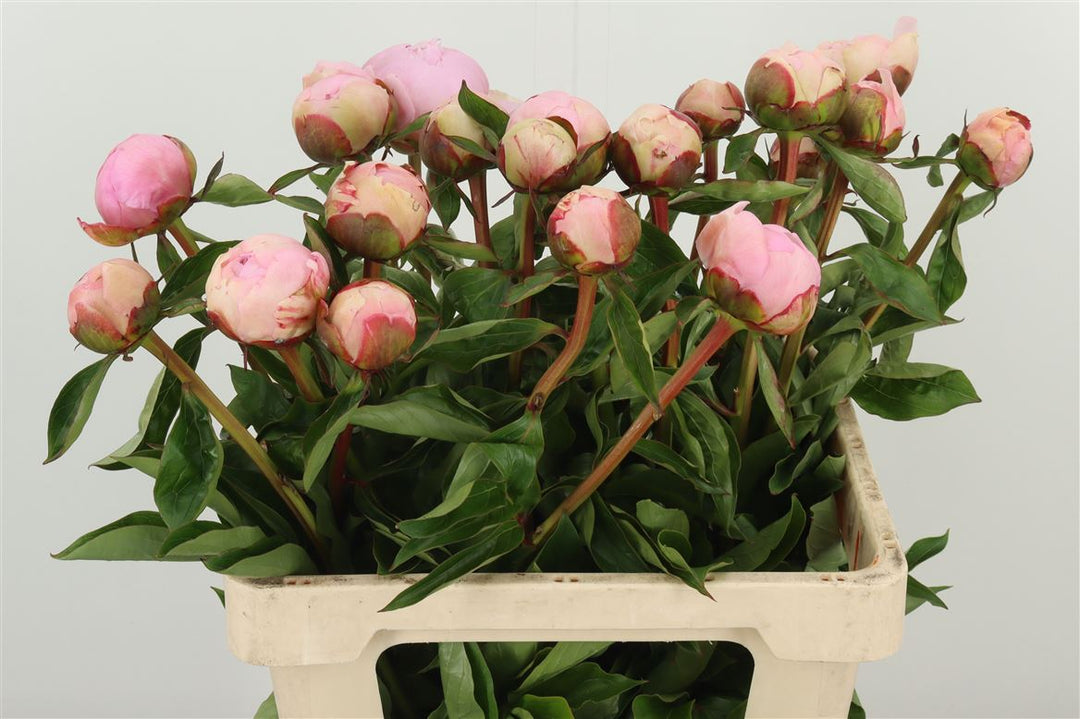 Peony x10