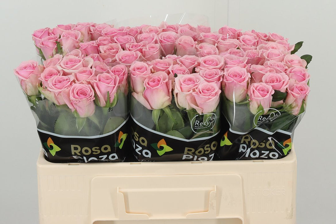 Pale pink rose