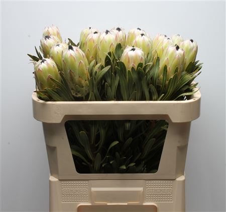 Protea