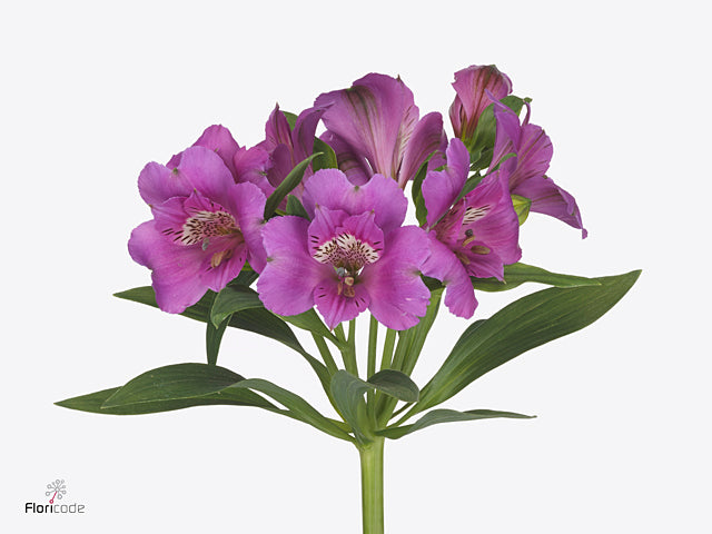 Alstroemeria purple