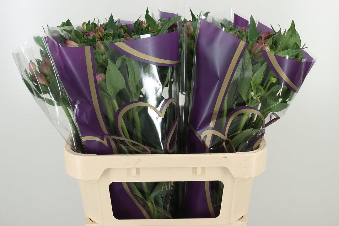 Alstroemeria purple