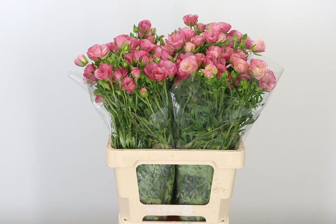 Butterfly Ranunculus