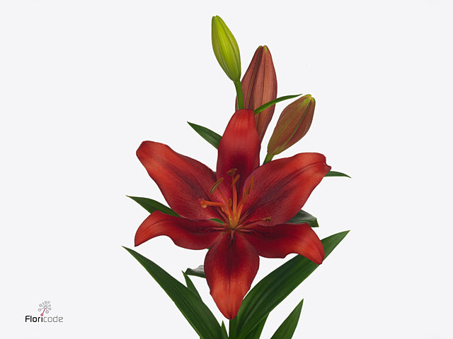 Lily - Aziatic - Red