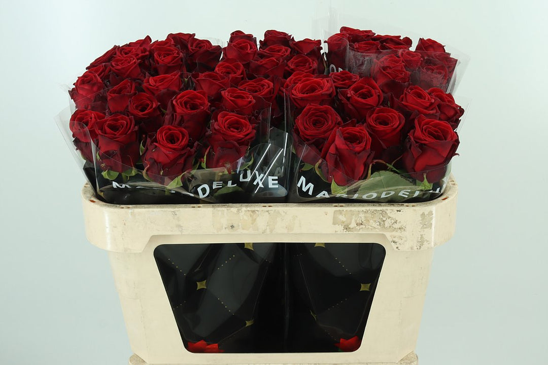 Naomi red 10 stems