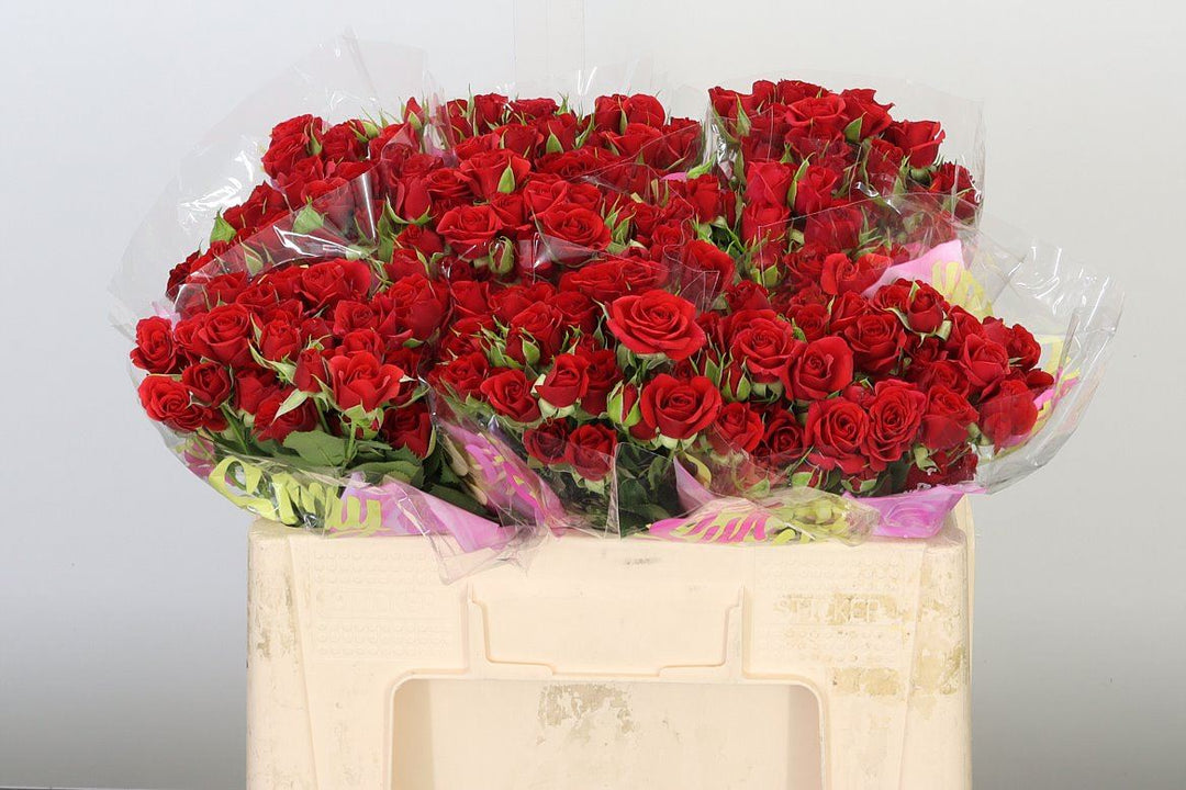 Red Mirabel spray rose