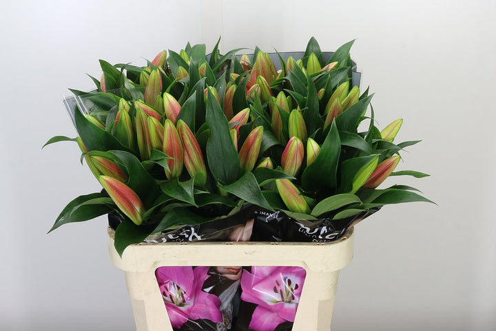 Tabledance Pink Lily